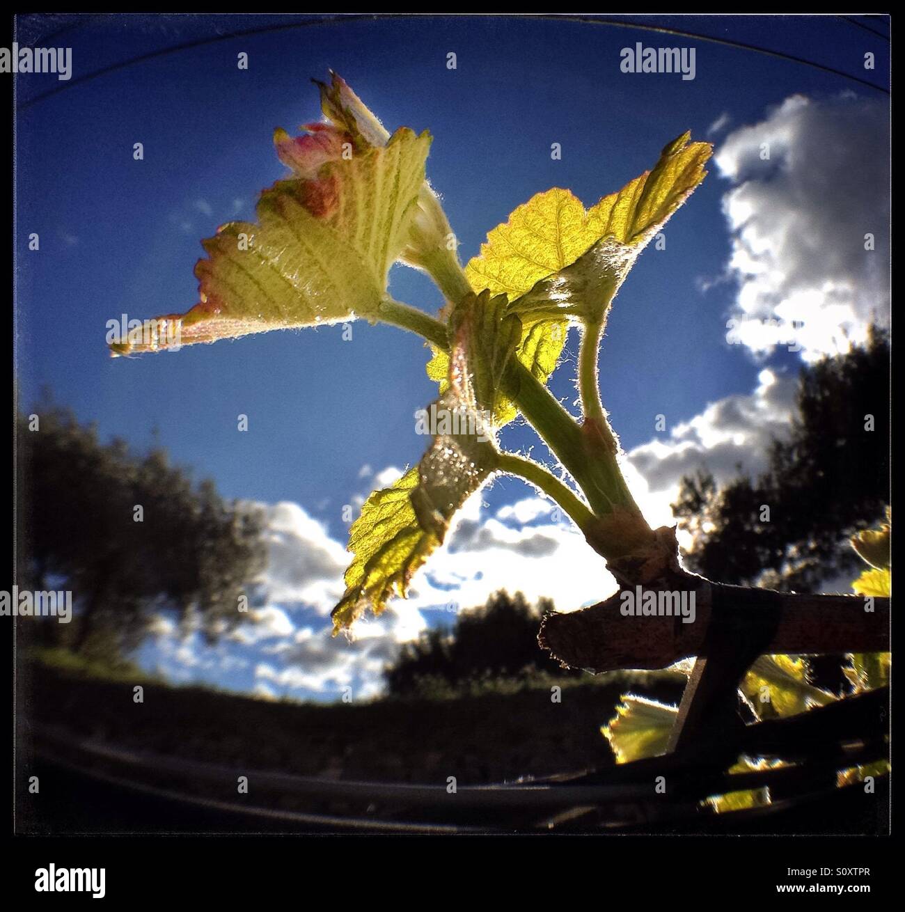 Bud-burst amongst Syrah grapevines, Catalonia, Spain. - Smartphone Captured Stock Image
