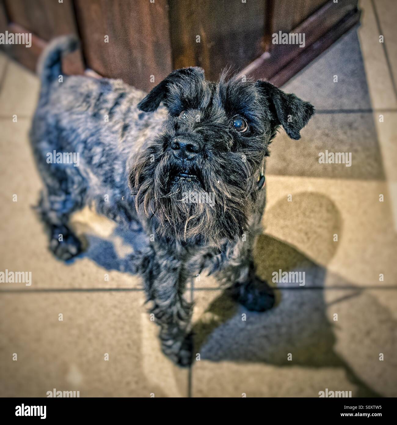 Adult portrait - Smartphone Captured Stock Image