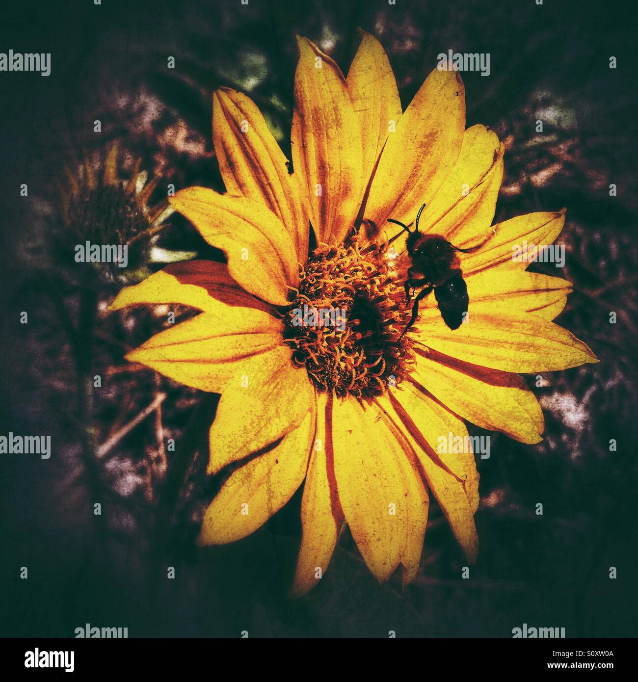 A bee pollinating a yellow spring sunflower. High contrast edit Stock ...