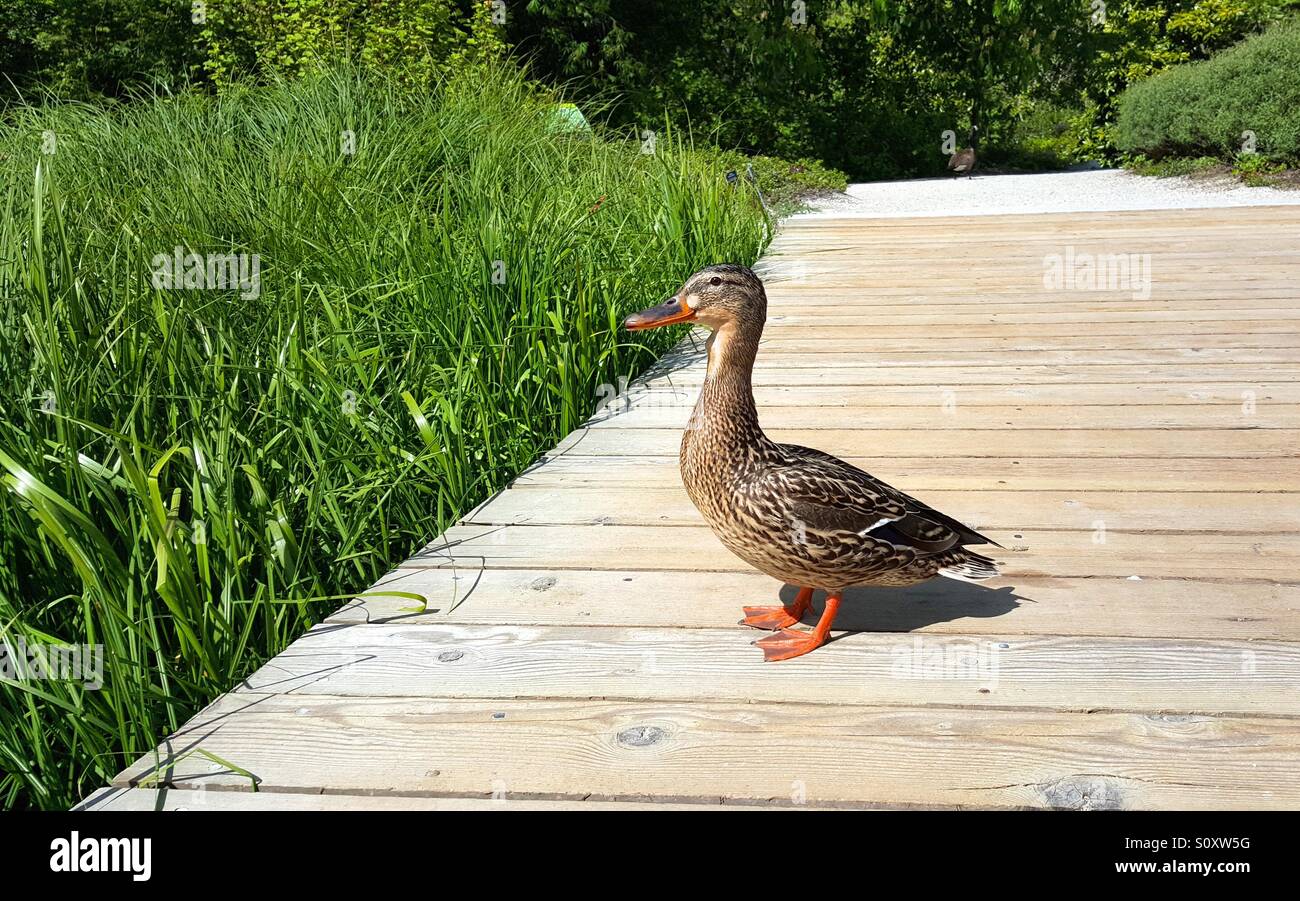 Duck on dock Stock Photo Alamy