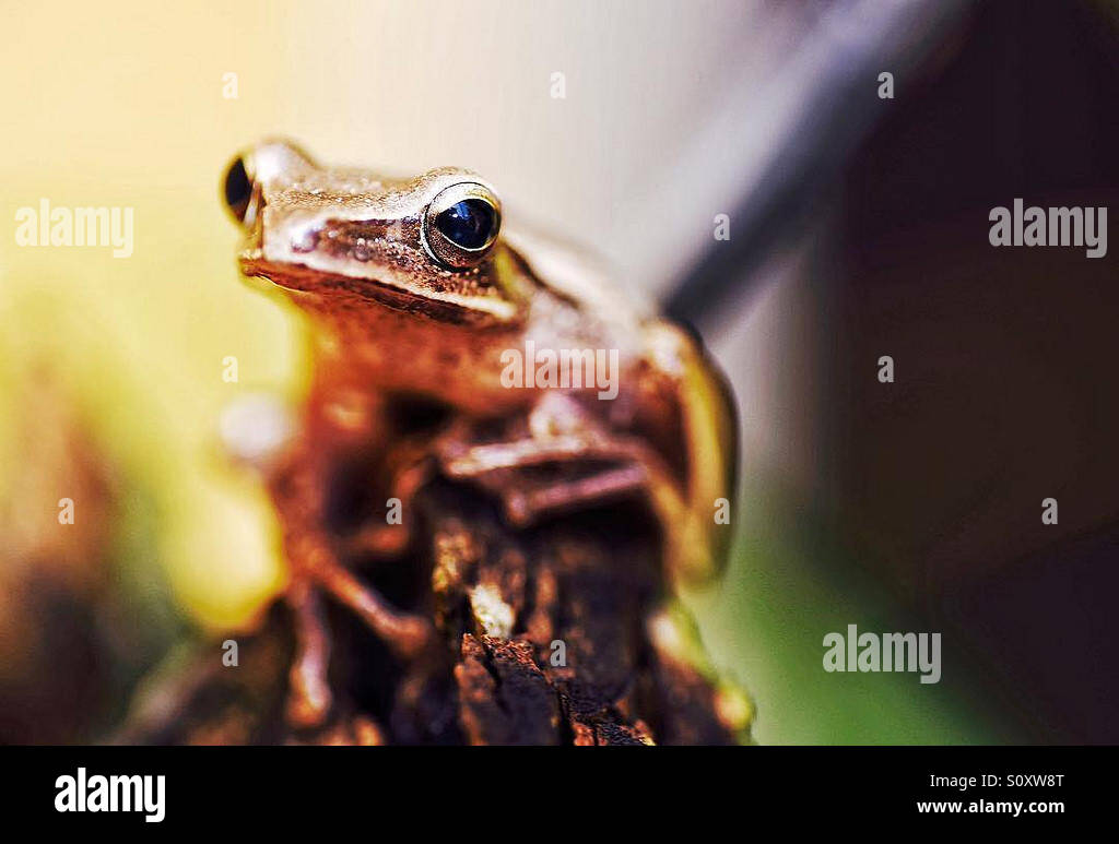Toad in garden Stock Photo