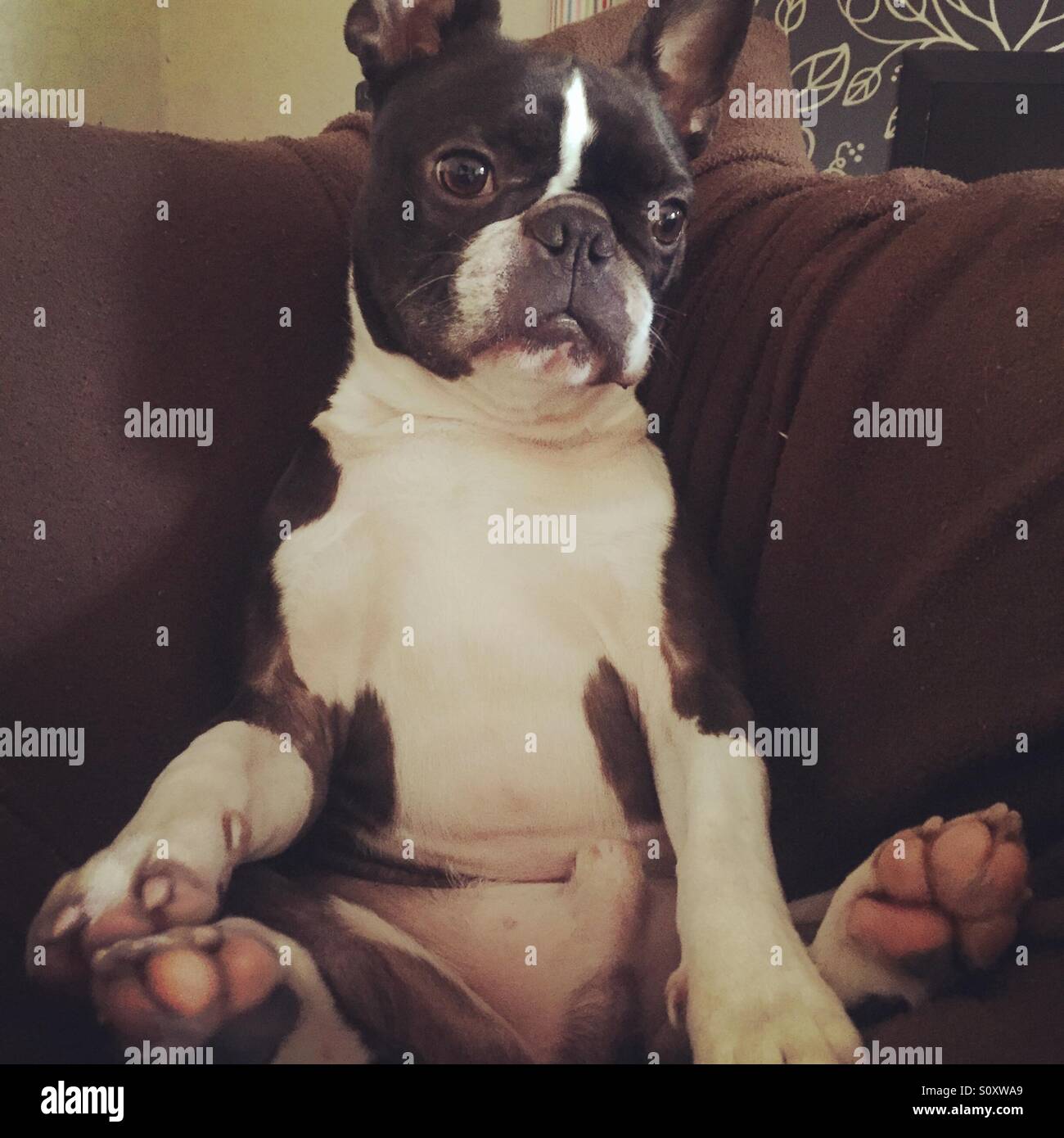 Boston Terrier sitting up Stock Photo