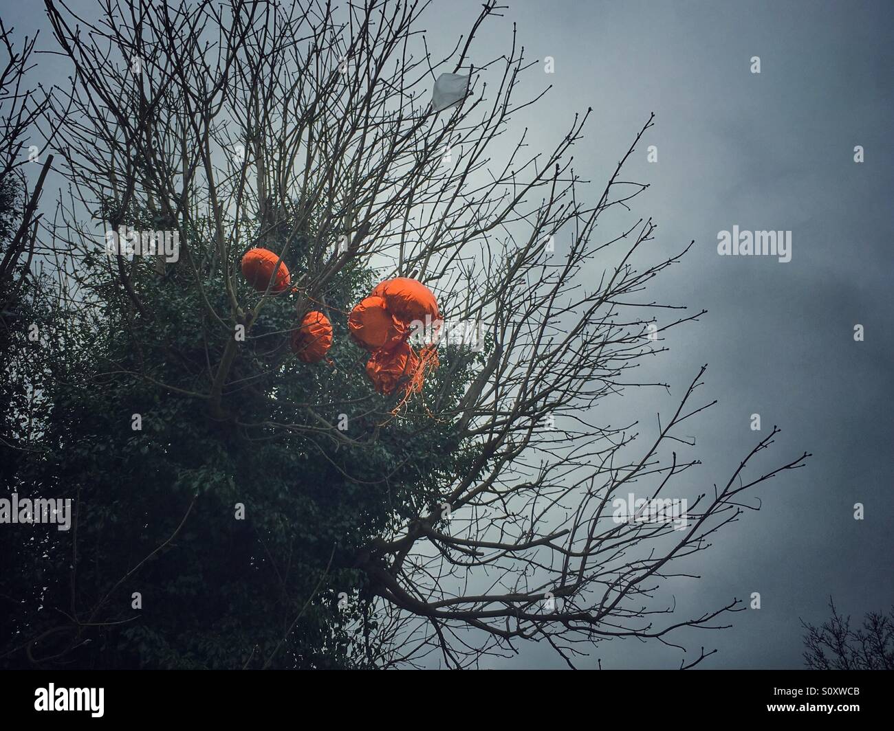 Rubbish in a tree - Smartphone Captured Stock Image