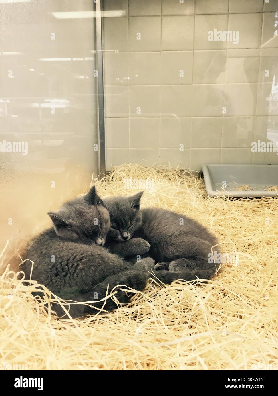 Kitten pet shop near me hot sale