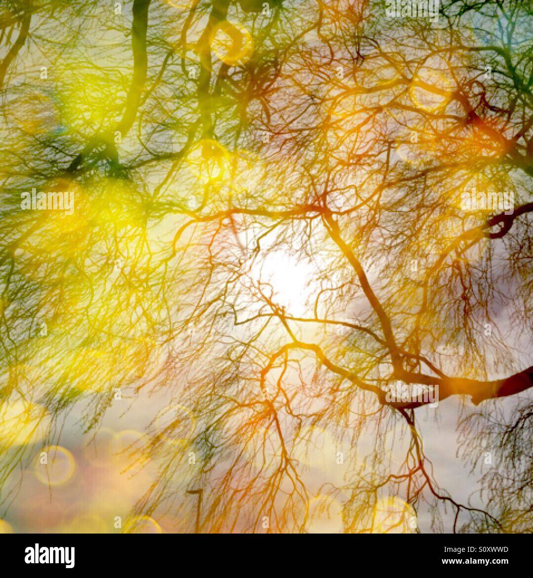 Sunlight through trees Stock Photo Alamy