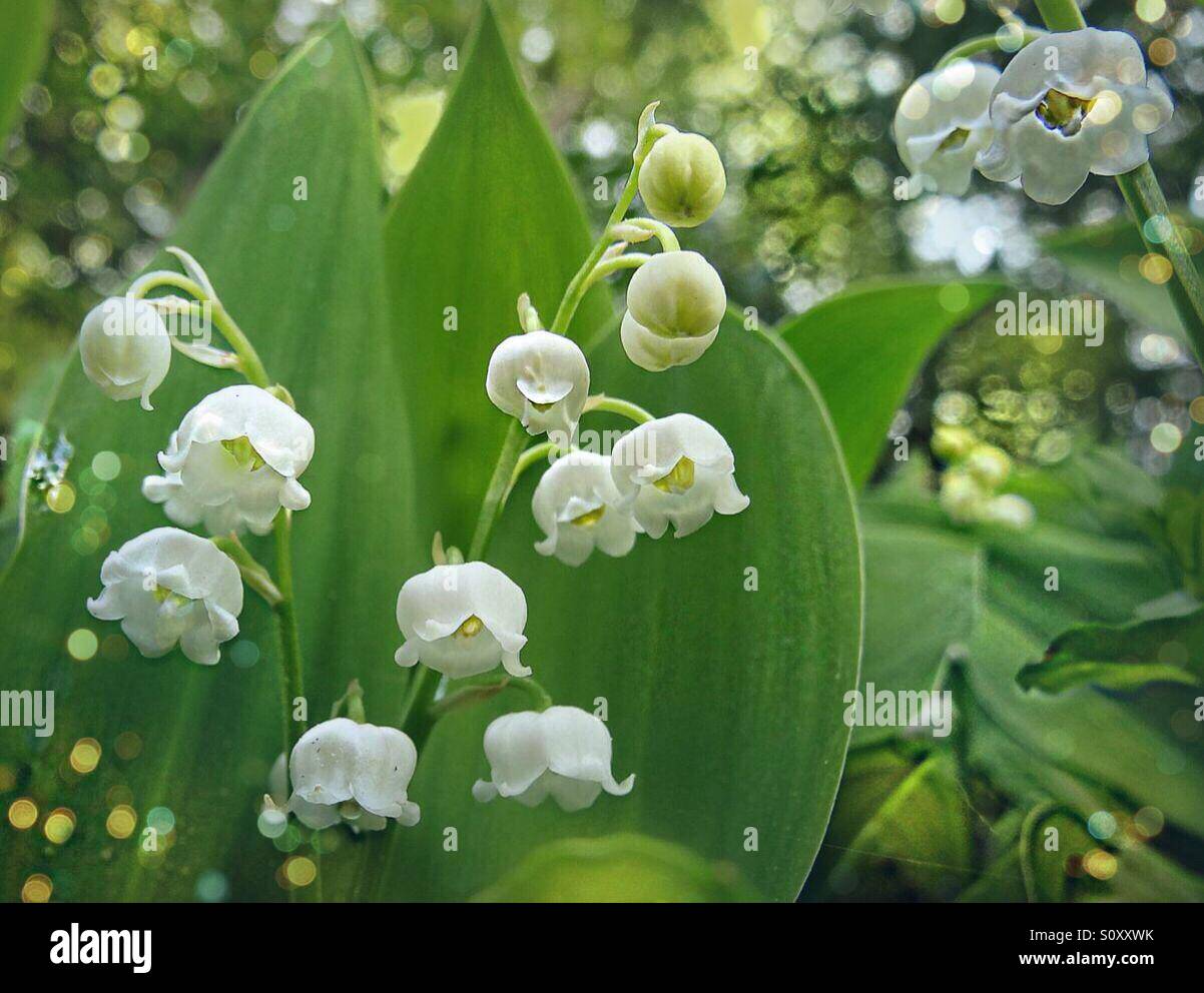 ...so fine... - Smartphone Captured Stock Image