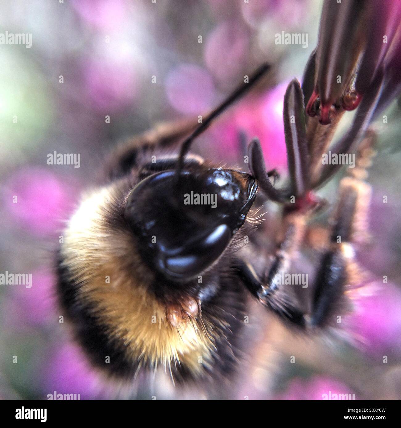 Bumble bee on flower Stock Photo