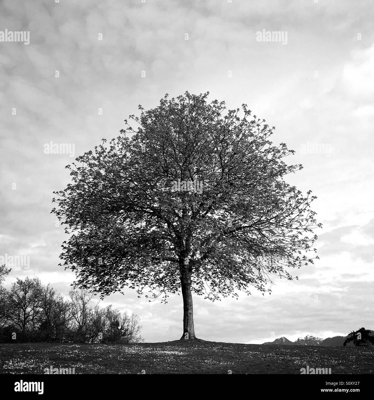 The lone tree Stock Photo Alamy