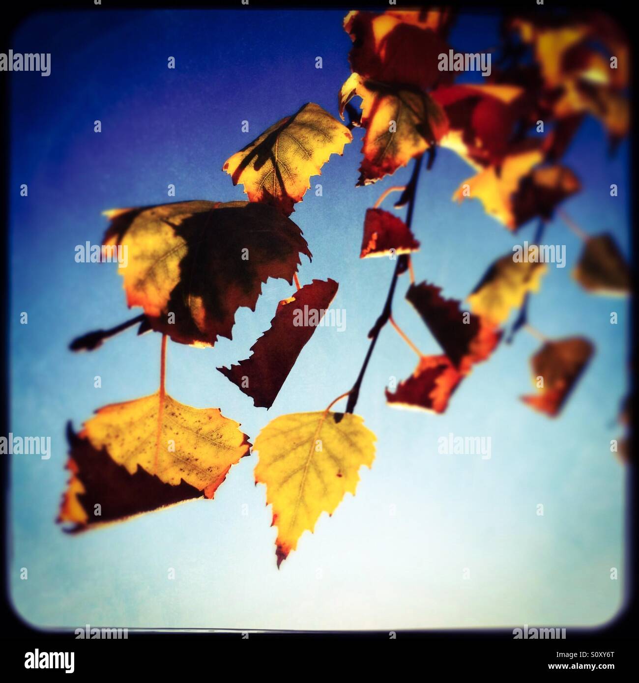 Birch tree leaves in fall. - Smartphone Captured Stock Image