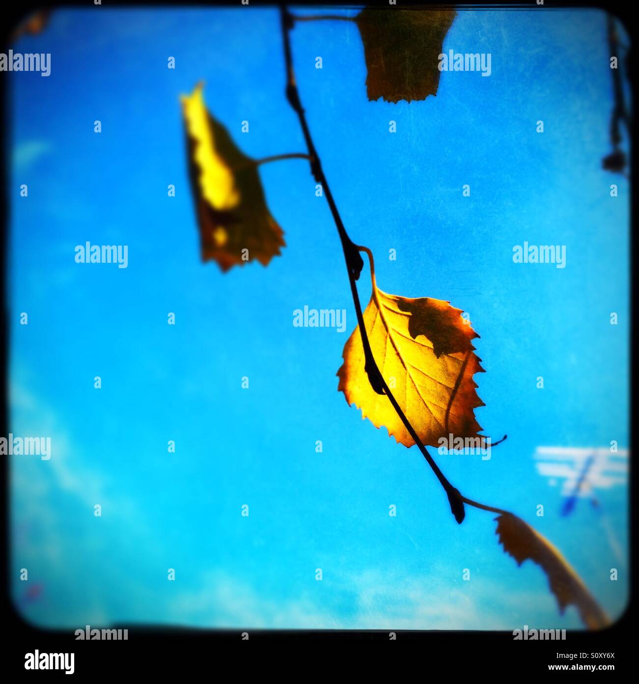 Birch tree leaves in fall. - Smartphone Captured Stock Image