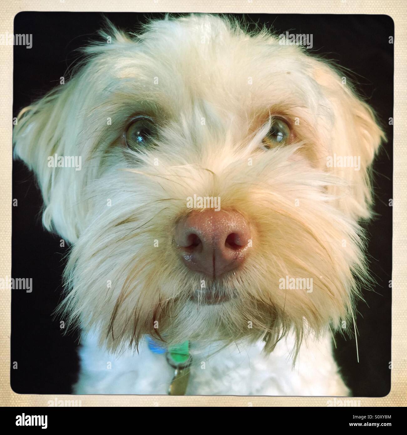 Puppy Face Set main image 1