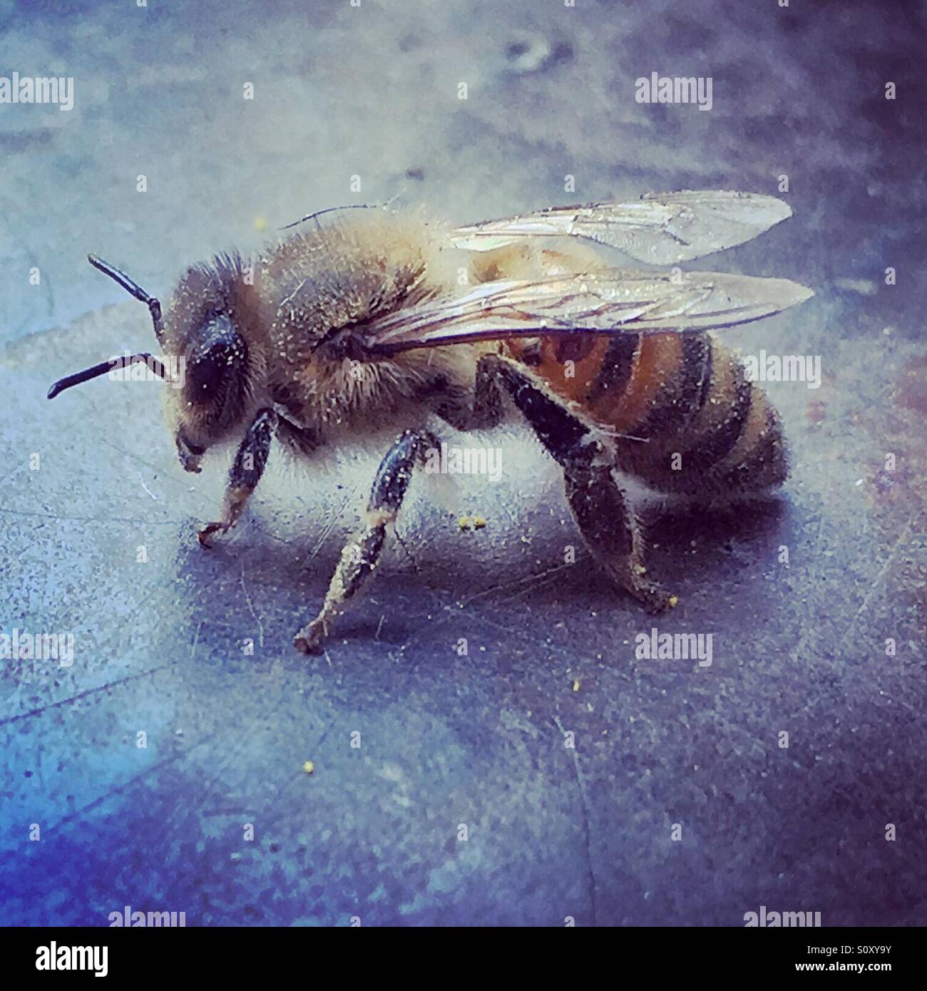Honey bee - Smartphone Captured Stock Image