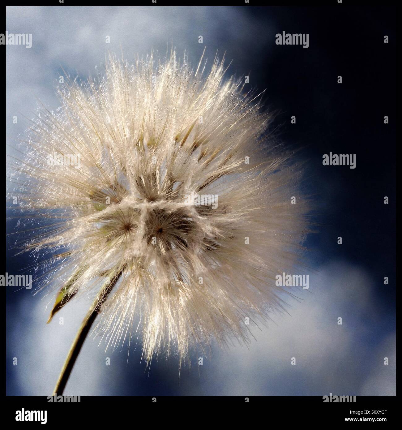 Wildflower seed head against the sky. - Smartphone Captured Stock Image