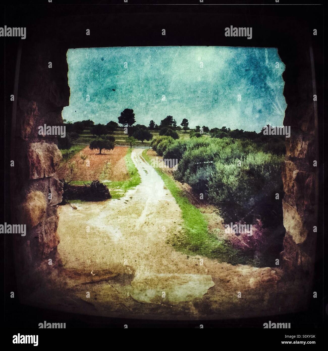 View from a window on an olive farm, Catalonia, Spain. - Smartphone Captured Stock Image