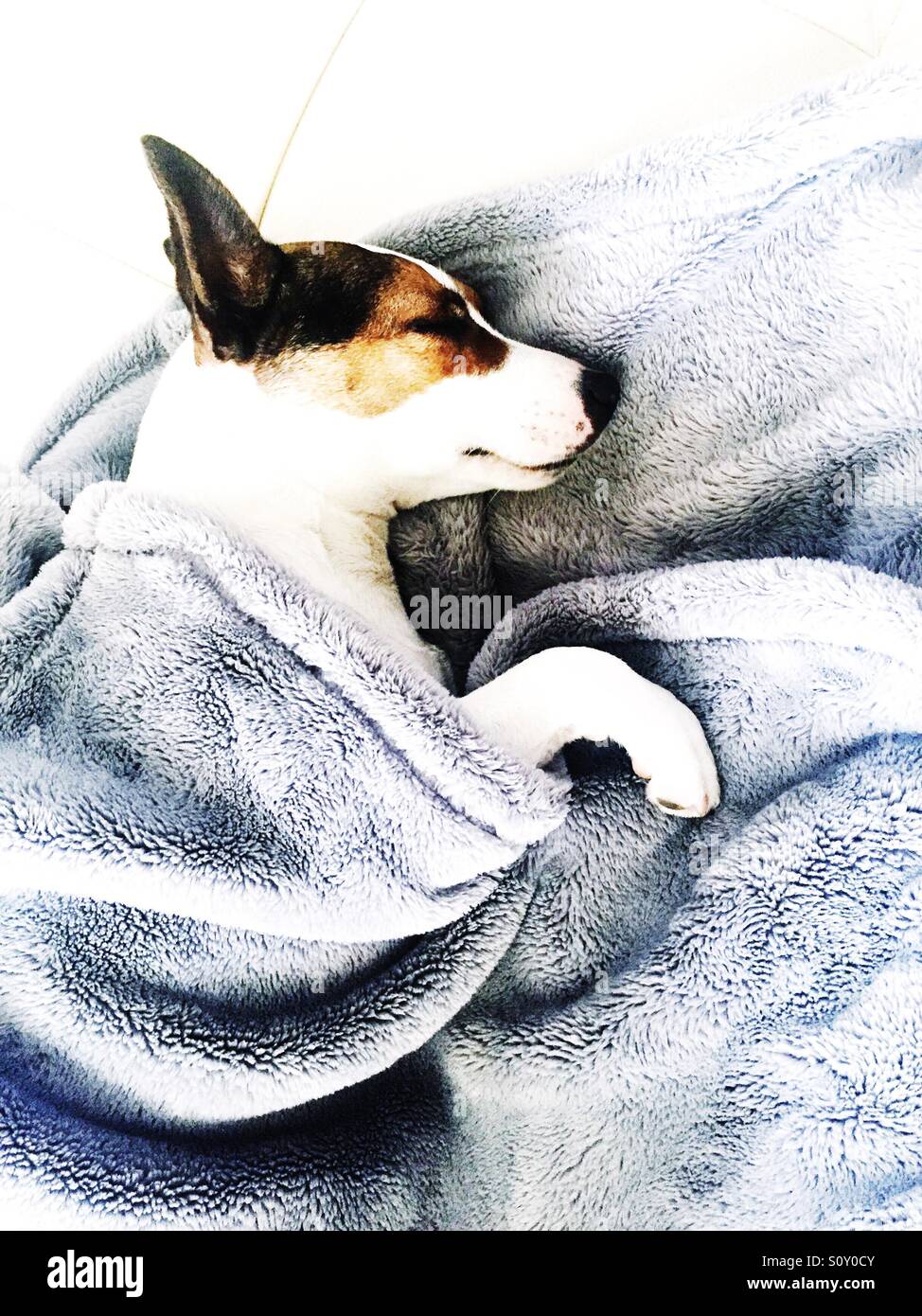 High angle view of a sleeping Jack Russell Terrier dog tucked in with a soft fleece blanket - Smartphone Captured Stock Image