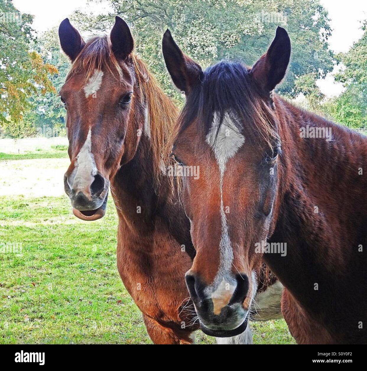 ...autumn... horses are waiting... - Smartphone Captured Stock Image