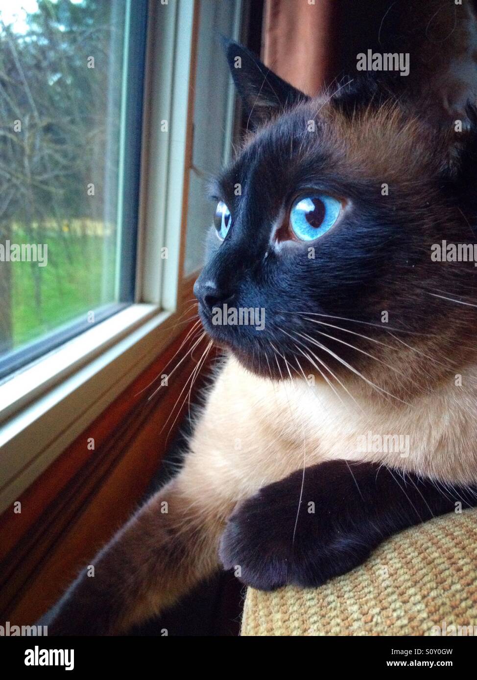 Siamese cat enjoying the view of the birds - Smartphone Captured Stock Image
