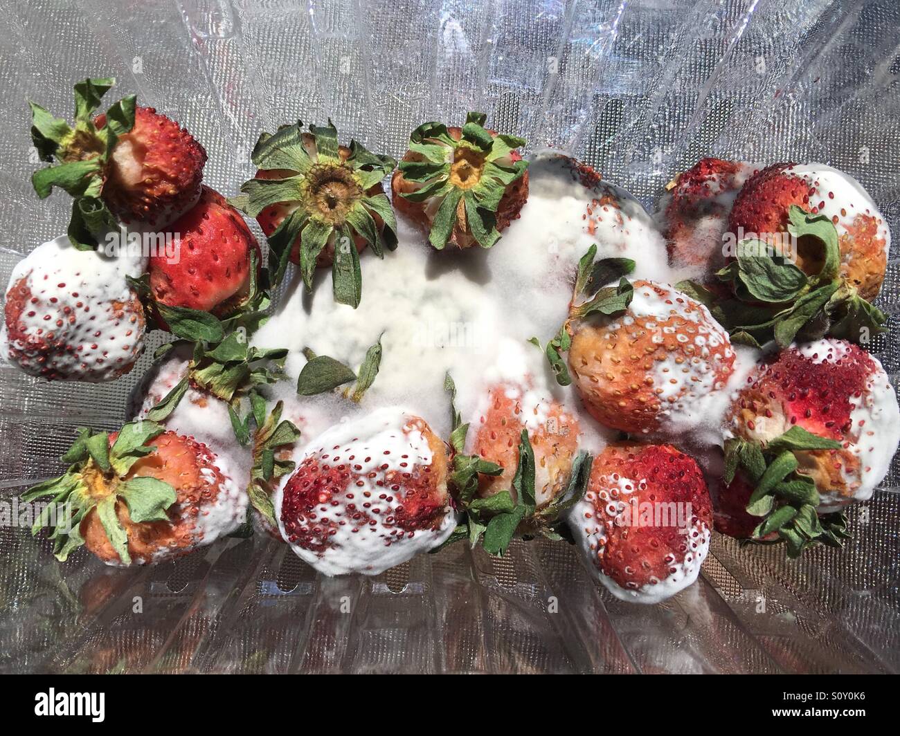 Mouldy strawberries Stock Photo