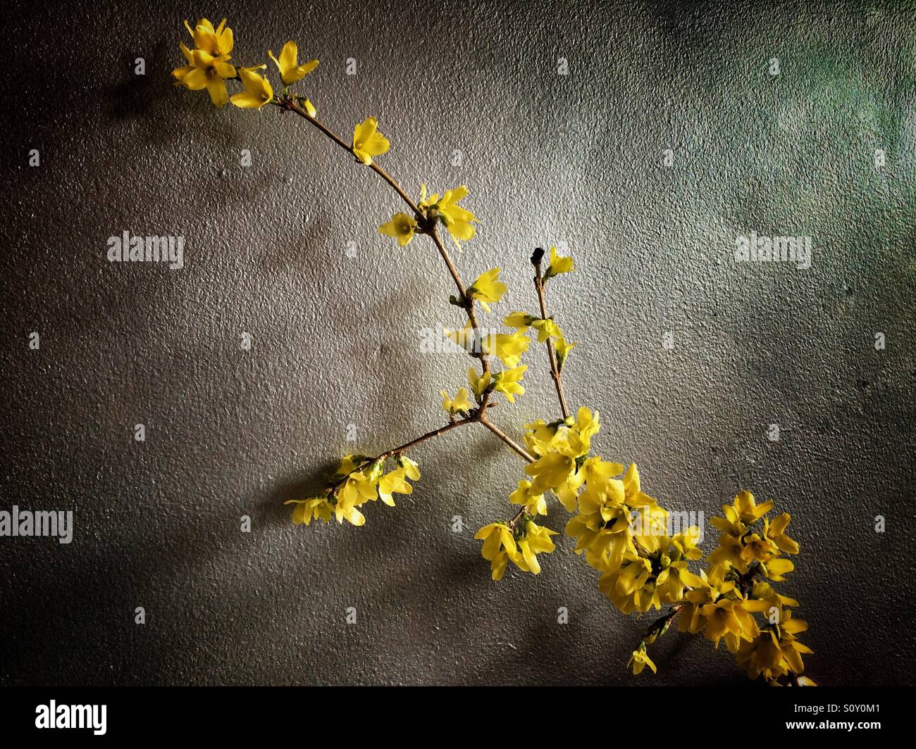 A sprig of flowering Forsythia against a textured silver grey background Stock Photo
