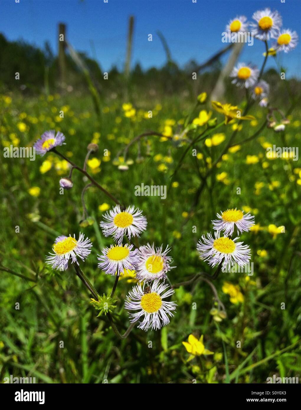 Spring flowers growing in a green field, Daisy Fleabane blooms, Erigeron annuus, in foreground - Smartphone Captured Stock Image