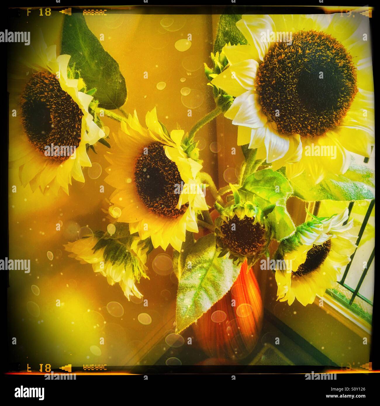 Sunflowers using Hipstamatic film Stock Photo