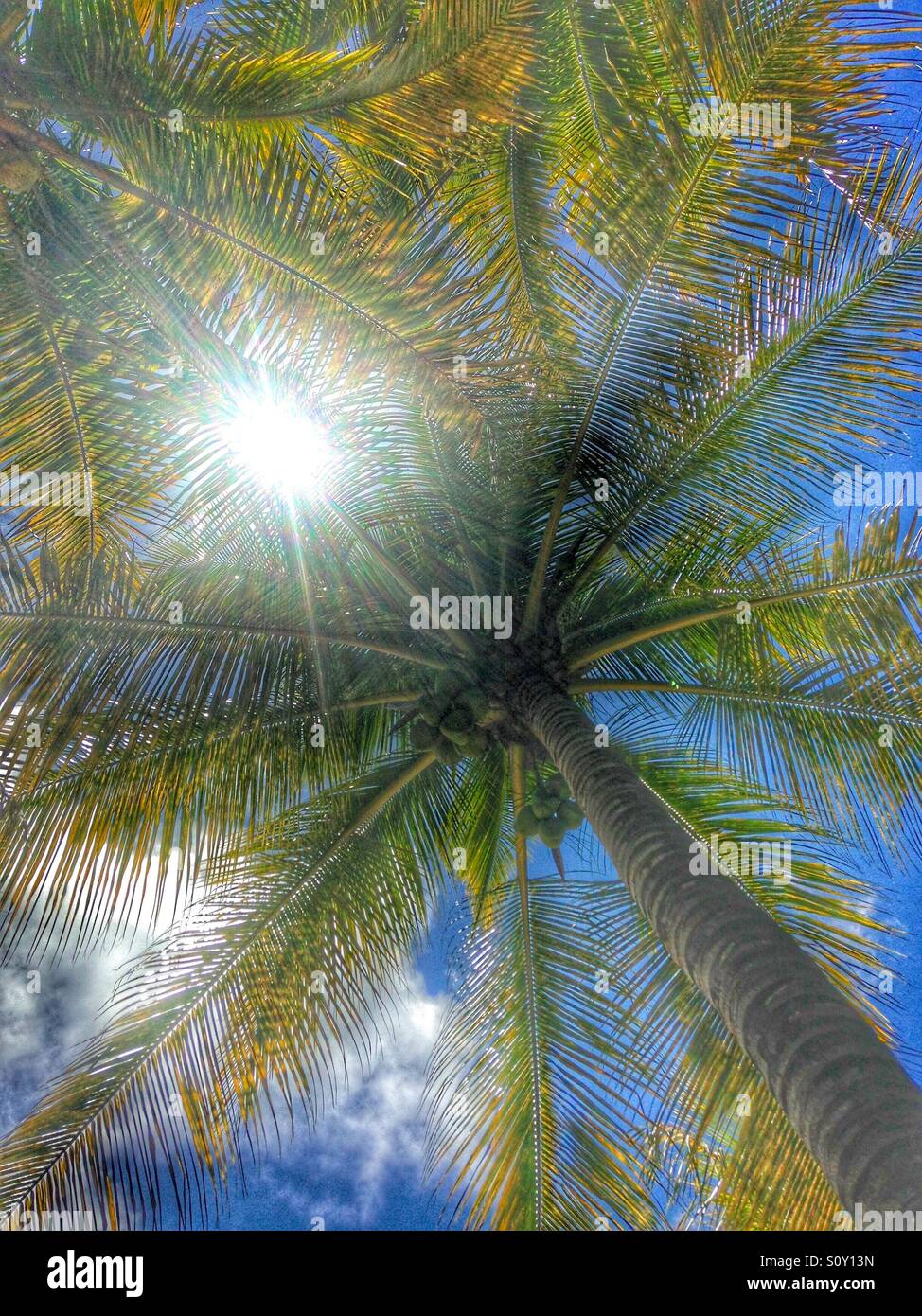 Sunlight breaking through the palm tree Stock Photo Alamy