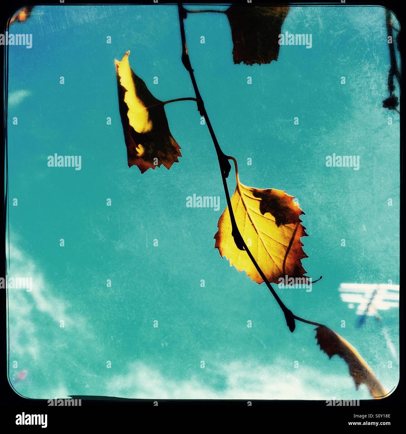 Birch tree leaves in fall. - Smartphone Captured Stock Image