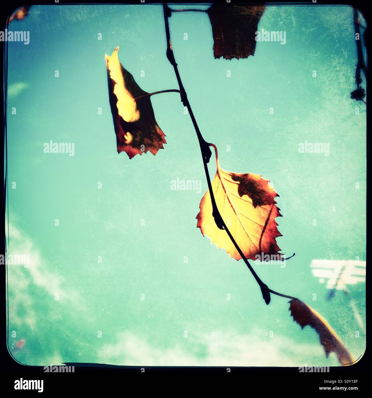 Birch tree leaves in fall. - Smartphone Captured Stock Image
