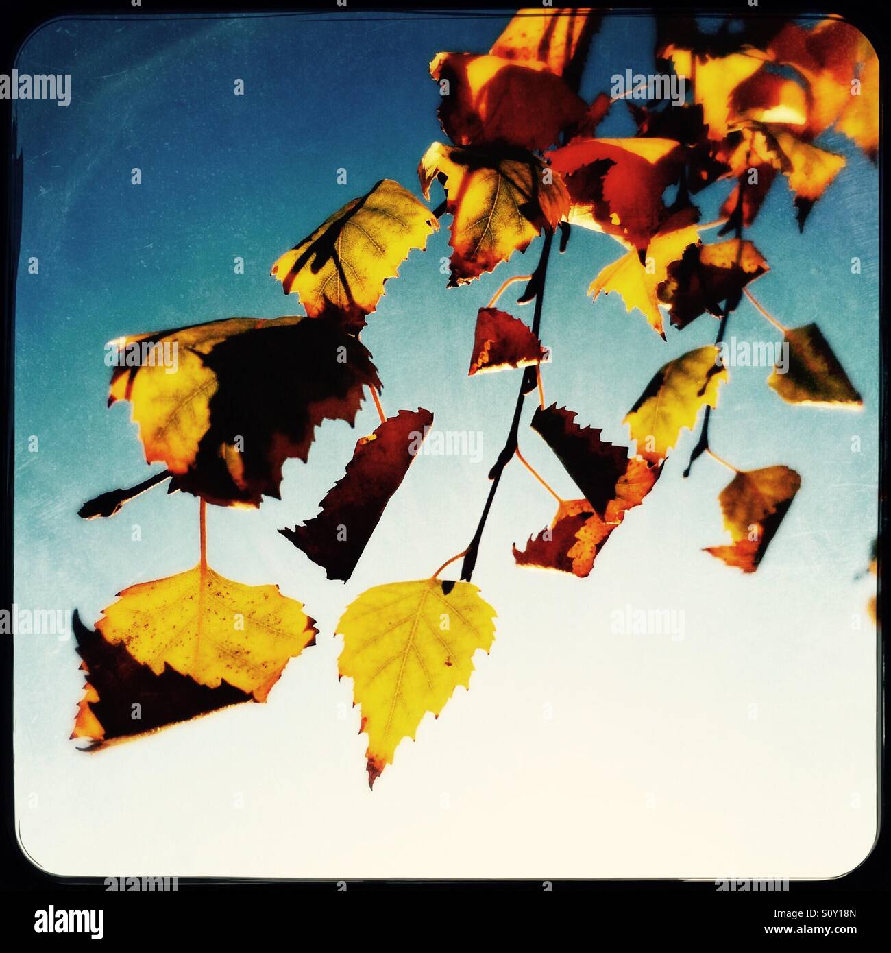 Birch tree leaves in fall. - Smartphone Captured Stock Image