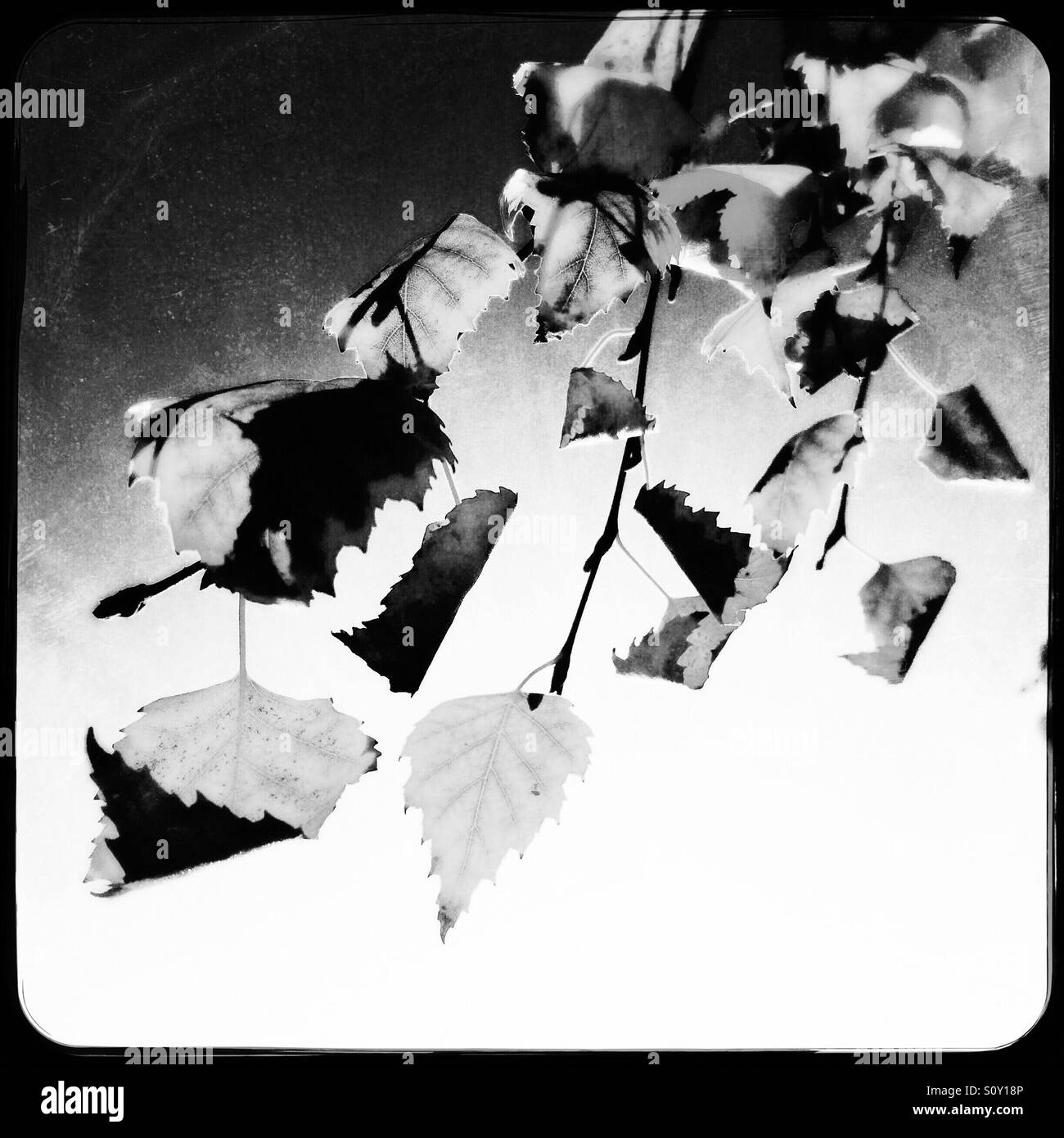 Birch tree leaves in fall. - Smartphone Captured Stock Image