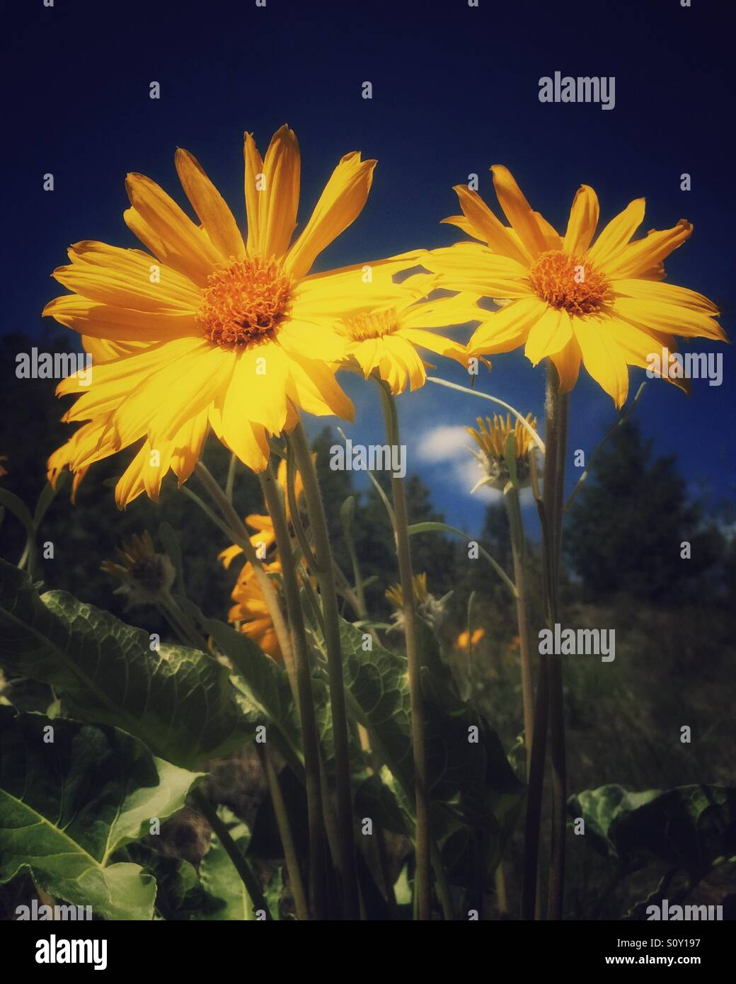 Low angle view of Yellow Spring Sunflower flowers in full bloom on a bright spring day in a field in the forest in the Okanagan, British Columbia - Smartphone Captured Stock Image