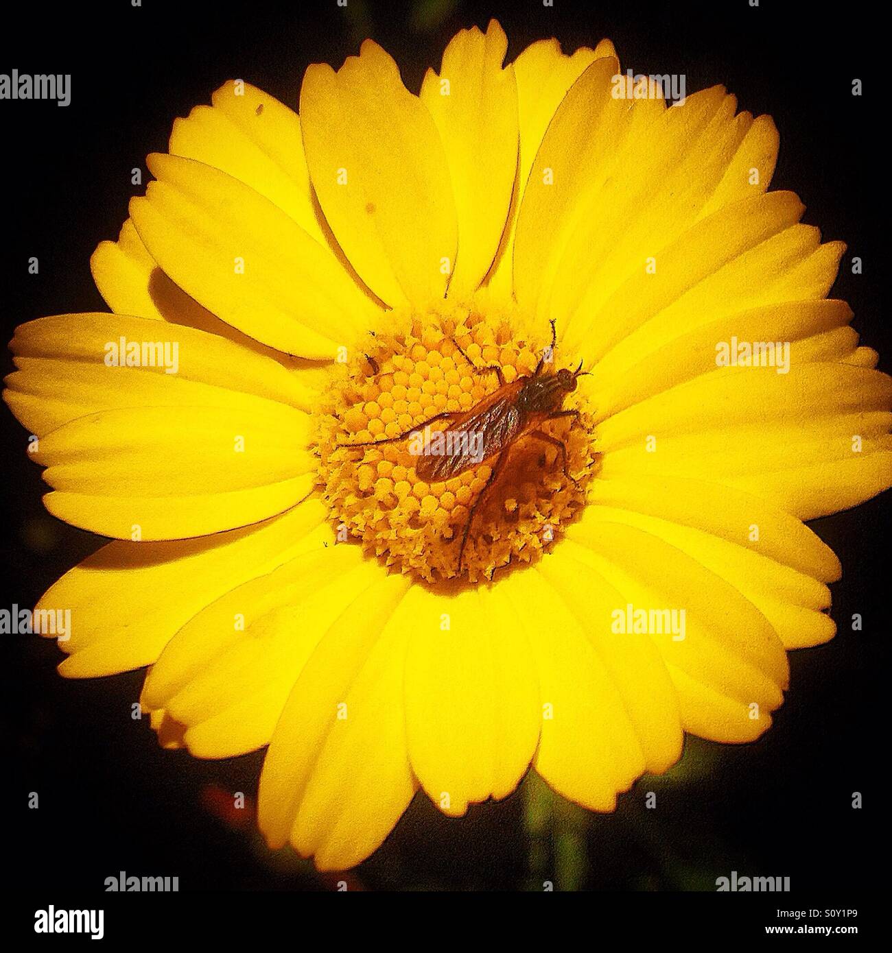 A mosquito pollinates a yellow daisy flower in Prado del Rey, Sierra de Cadiz, Andalusia, Spain - Smartphone Captured Stock Image
