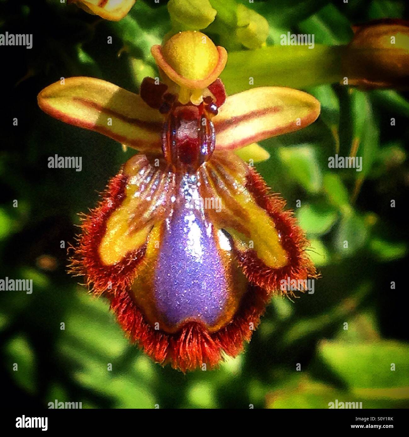 Orquidea abeja hires stock photography and images Alamy