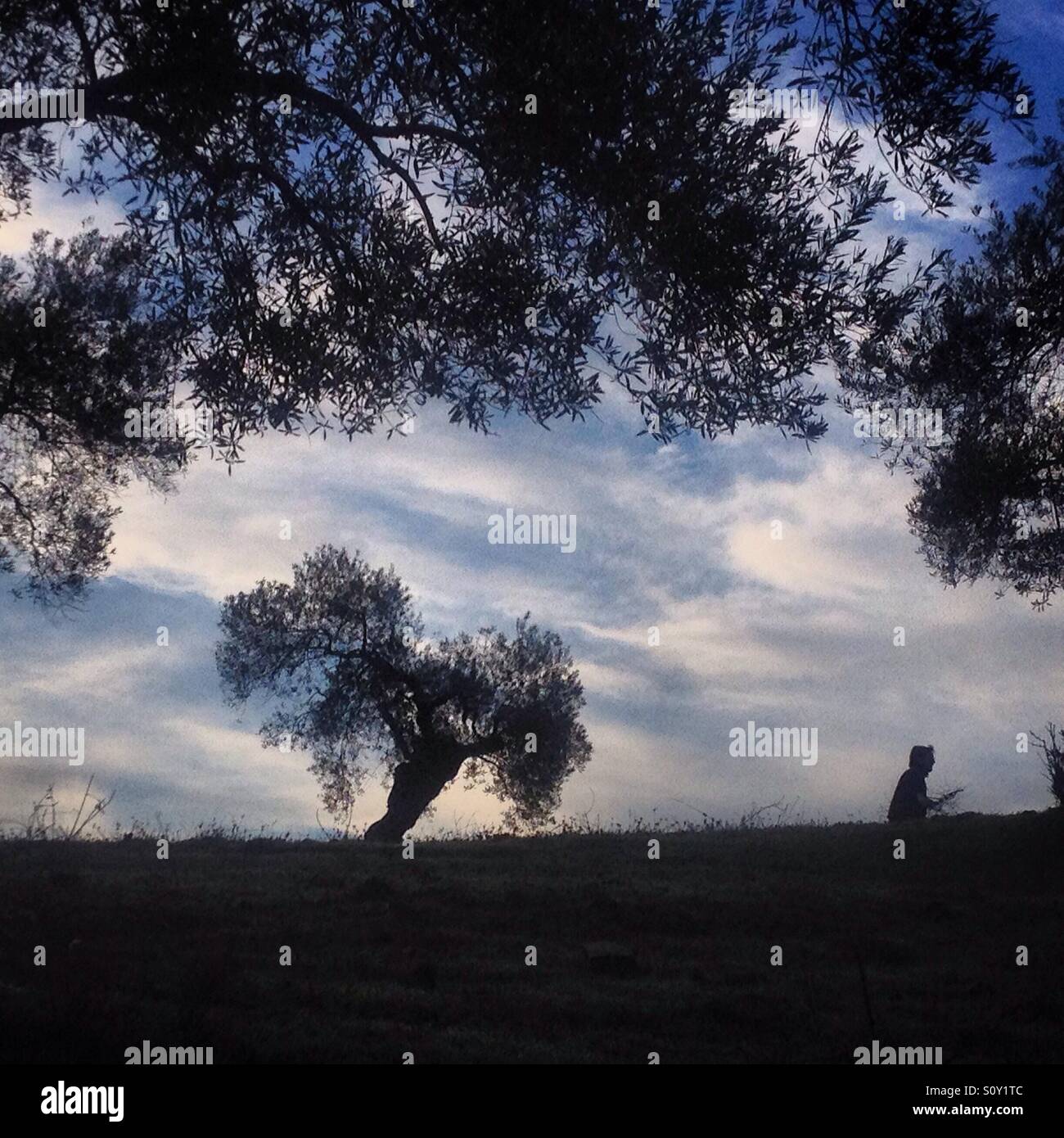A farmer works in the Olive orchard of O-Live Medioambiente Association in Prado del Rey, Sierra de Cadiz, Andalusia, Spain - Smartphone Captured Stock Image