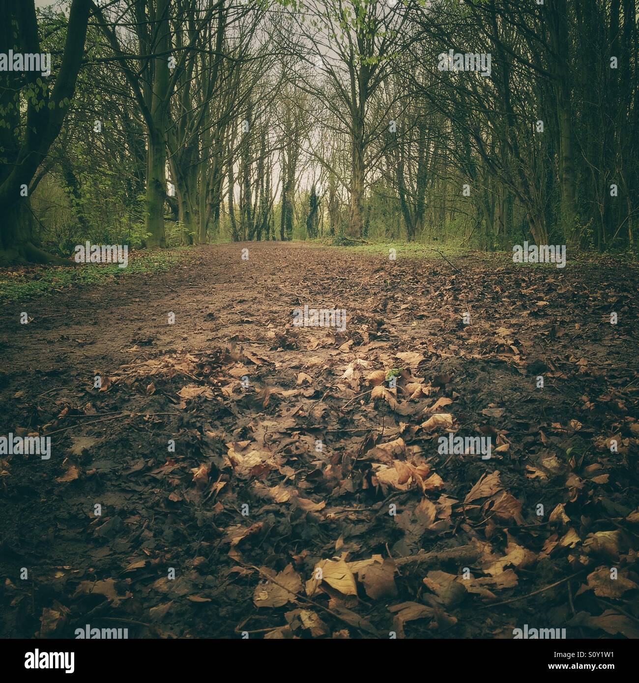 Muddy path through a wood. - Smartphone Captured Stock Image