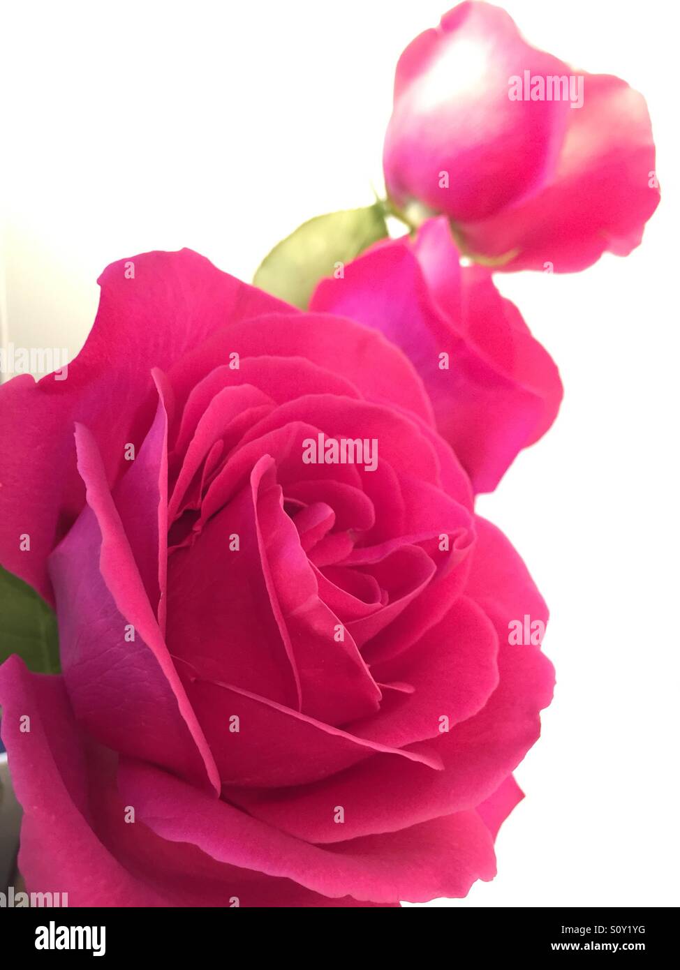 Roses - Smartphone Captured Stock Image