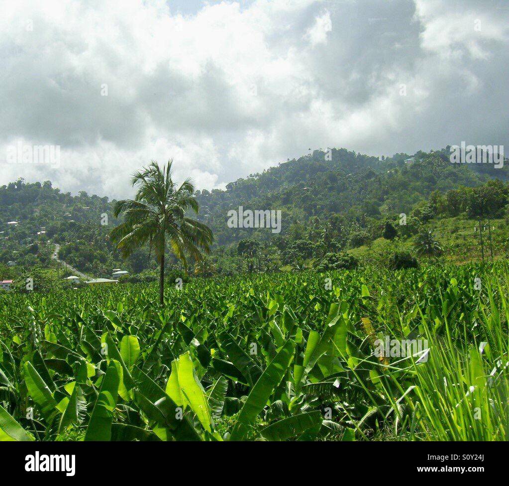 St. Lucia tropics 2013 Stock Photo