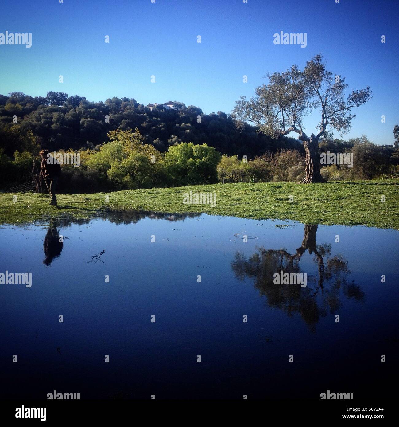 Reflection of a tree and a farmer in the water in the olive orchard of O-Live Medioambiente Association in Prado del Rey, Sierra de Cadiz, Andalusia, Spain Stock Photo