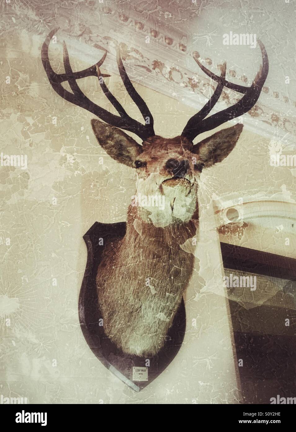 Deer head 2024 on wall