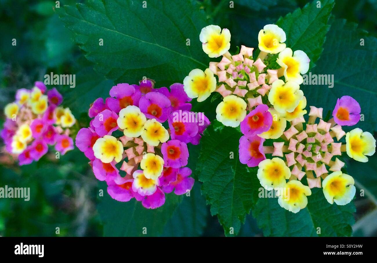 Intense pink and yellow blooms of the Lantana camara - Smartphone Captured Stock Image