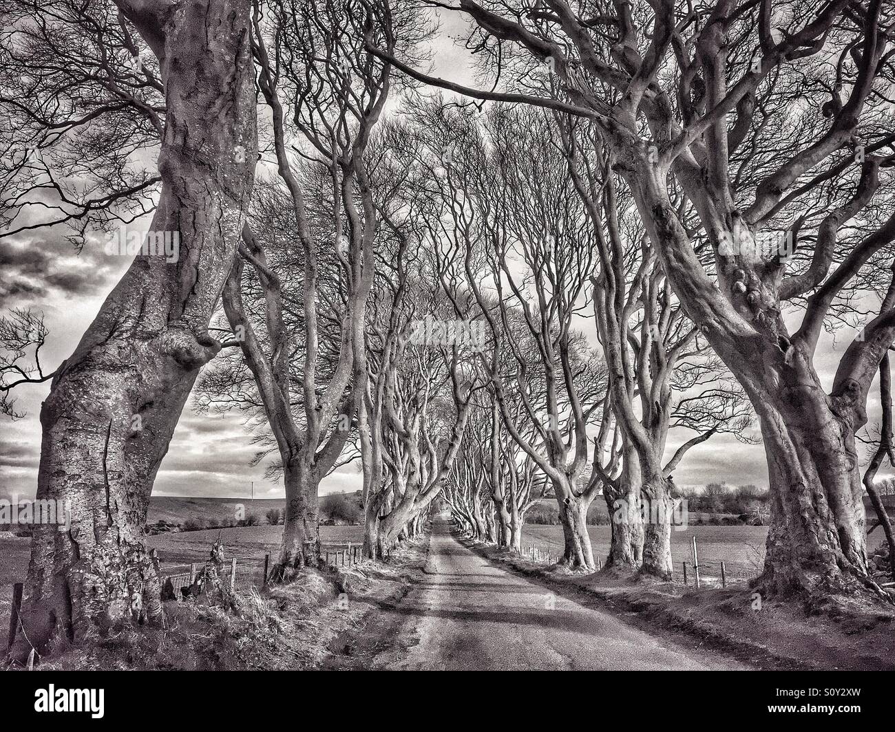 An 18th Century Avenue of Beech Trees known as 'THE DARK HEDGES.' Situated in Co. Antrim near Stranocum and Armoy in Northern Ireland, they have been used as a film location in THE GAME OF THRONES. Stock Photo