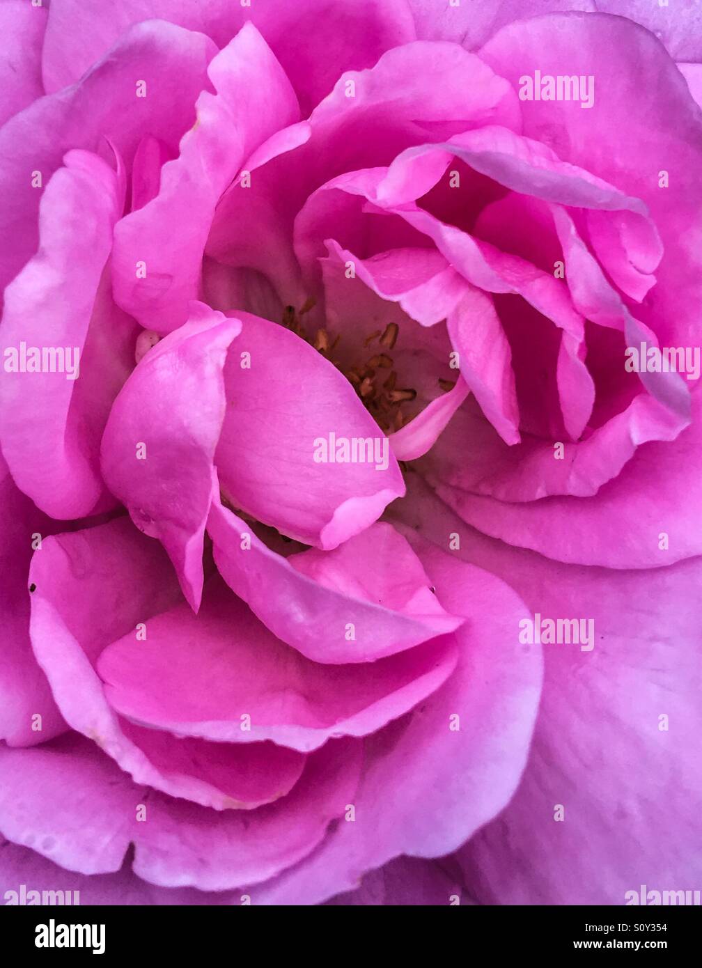 Pink rose close hi-res stock photography and images - Alamy