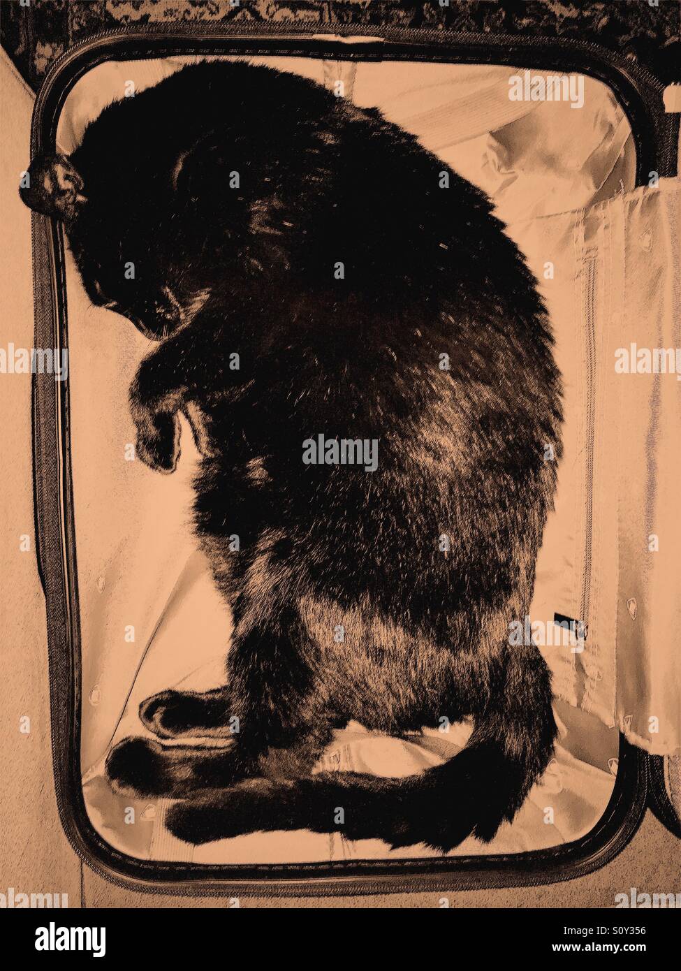 Cat sleeping in a carry on suitcase Stock Photo Alamy