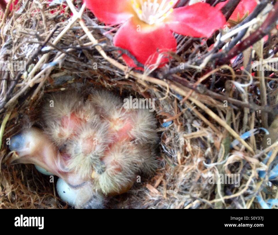 Baby birds hatching in their nest. Springtime in Ohio. Stock Photo
