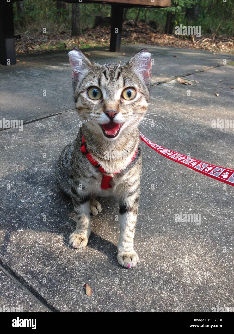 Funny cat surprised Stock Photo