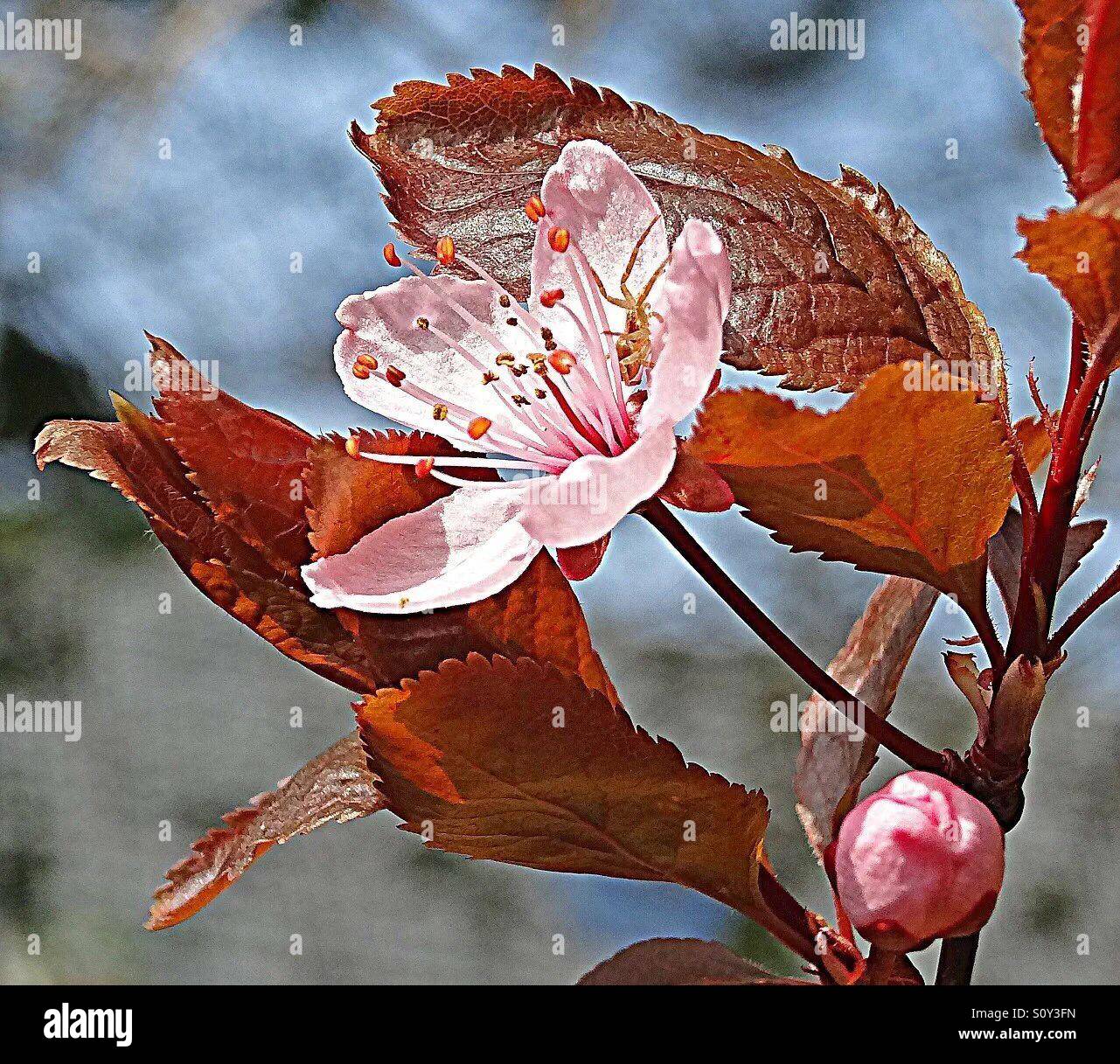 delightful nature Stock Photo - Alamy