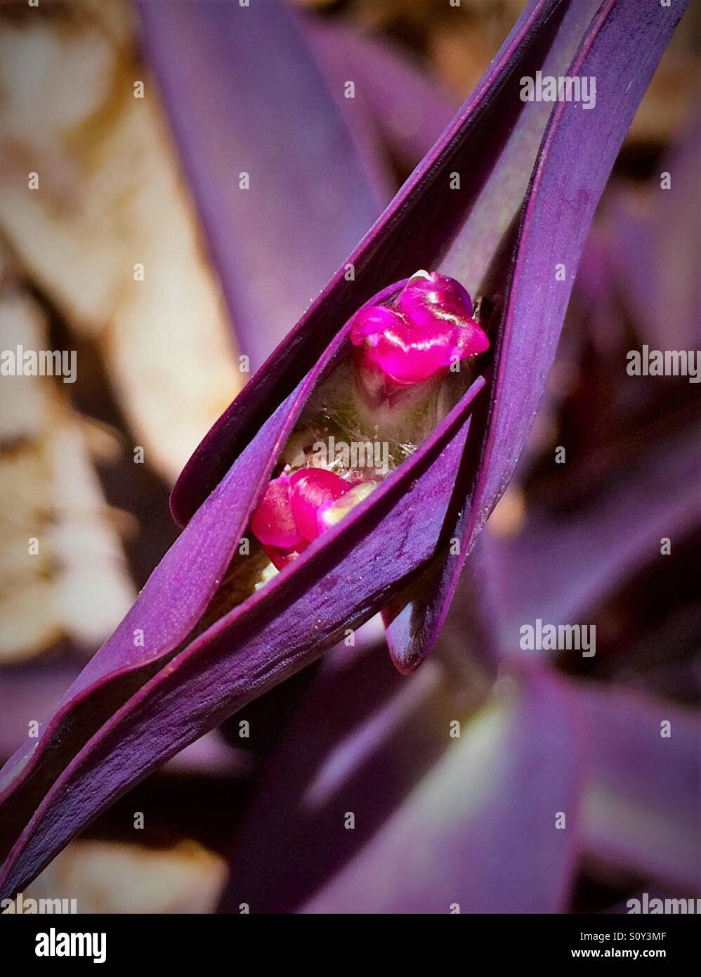 Purple Heart plant ready to bloom, Tradescantia pallida Stock Photo