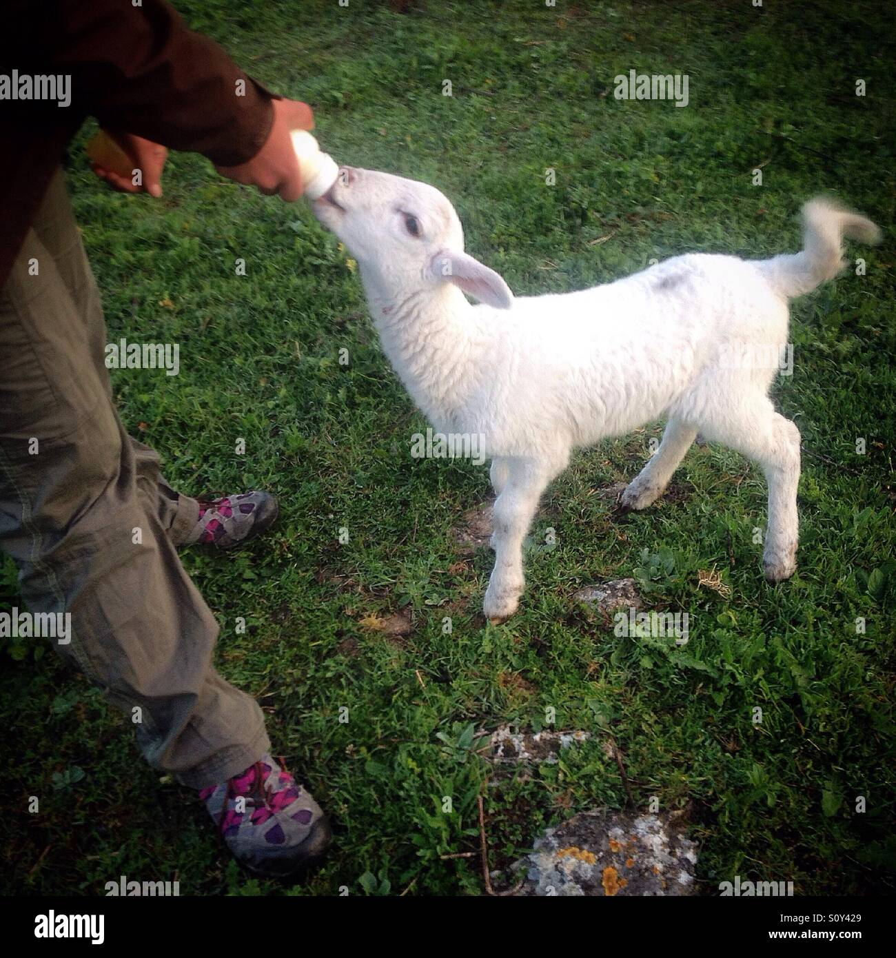 An orphan lamb drinks milk in a feeding bottle in O-Live Medioambiente Association's farm in Prado del Rey, Sierra de Cadiz, Andalusia, Spain - Smartphone Captured Stock Image