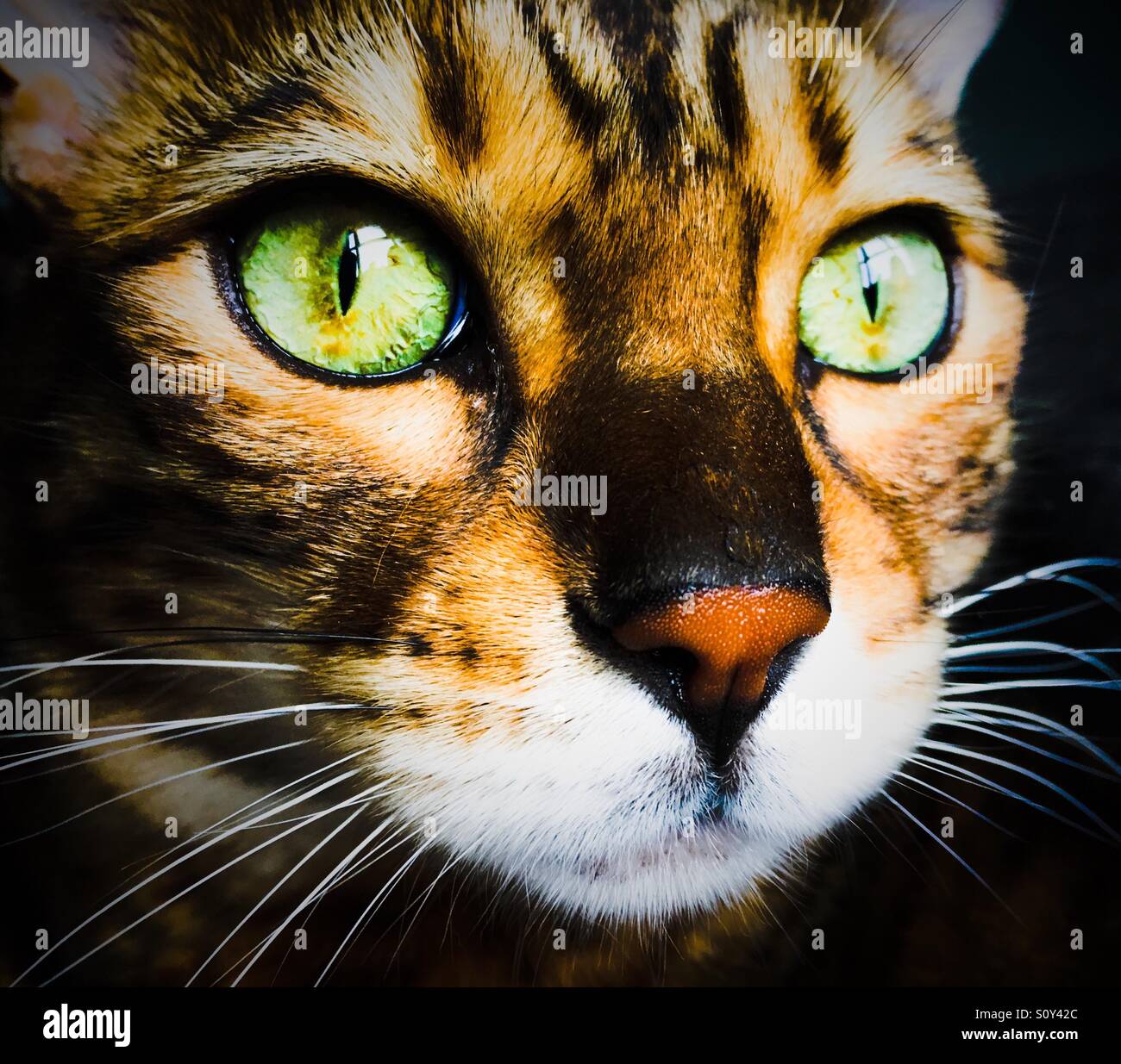 Green eyed, brown spotted Bengal cat portrait - Smartphone Captured Stock Image