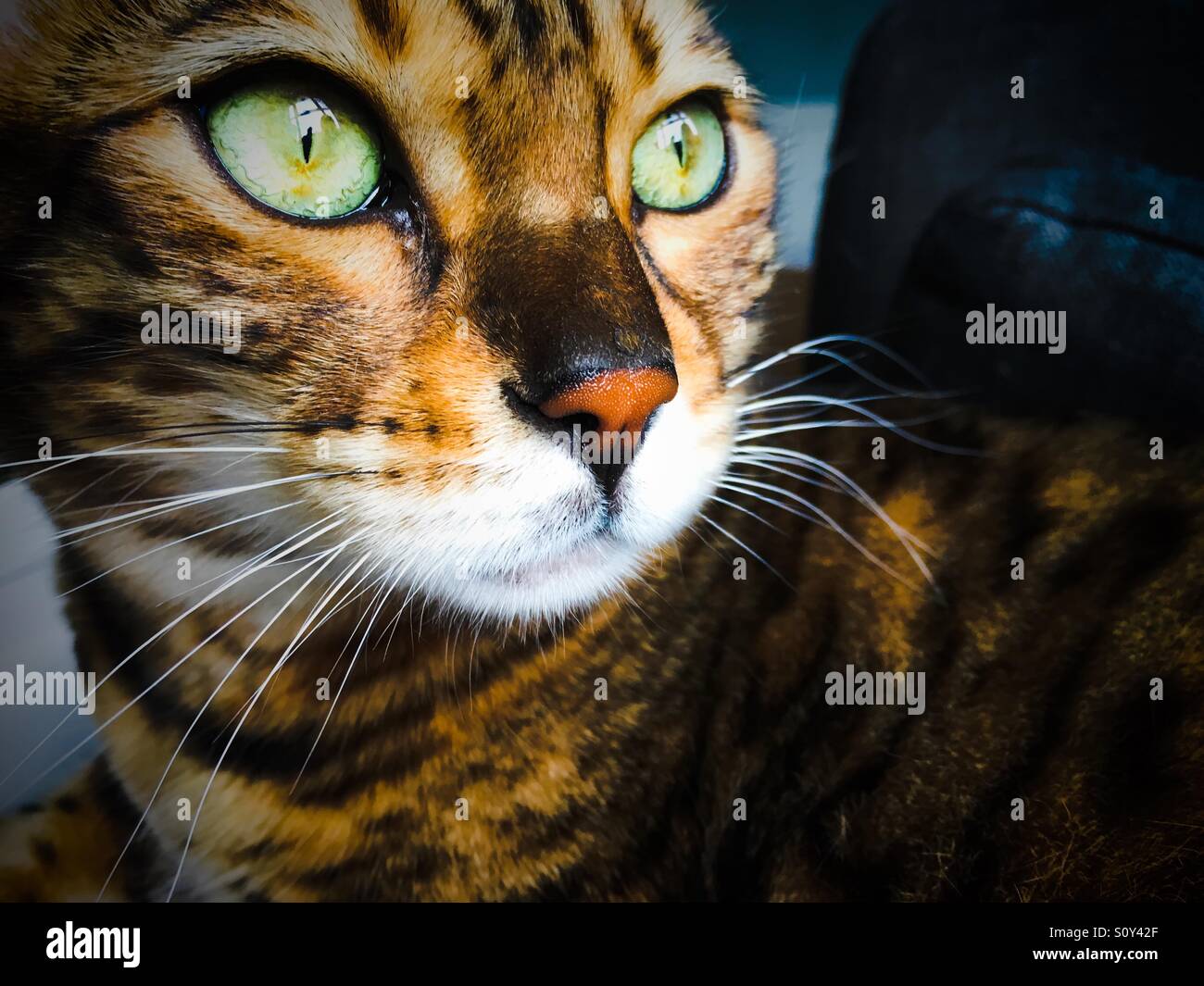 Green eyed, brown spotted Bengal cat - Smartphone Captured Stock Image